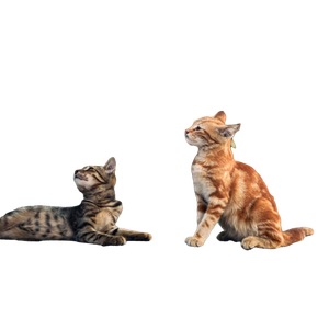 Two Adorable Kittens Sitting And Observing Their Surroundings On An Outdoor Pavement. 16042 - Cat PNG image with transparent background